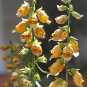 Mahlzeit für Summer und Brummer - die Mehrjährigen Mahlzeit für Summer und Brummer - die Mehrjährigen